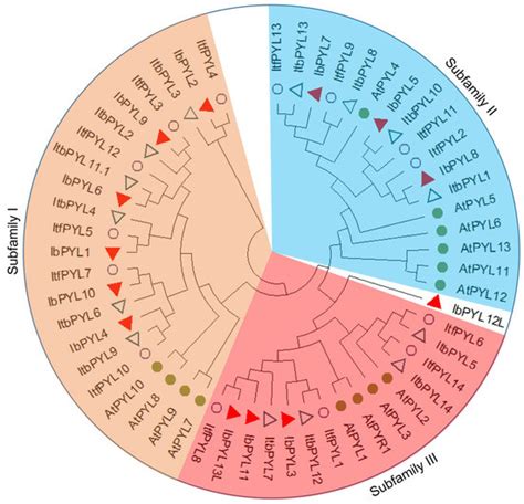 Comparative Analysis of the PYL Gene Family in Three Ipomoea Species ...