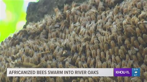 Africanized bees swarm into River Oaks | khou.com