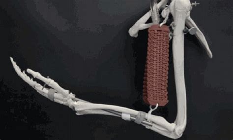 Image result for How to Build Artificial Muscles Move