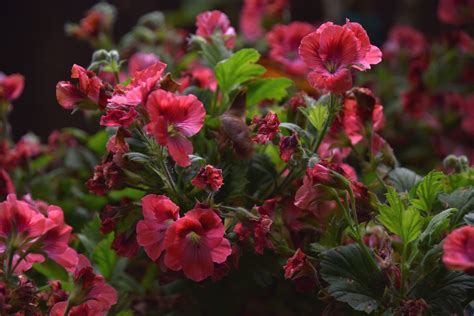 Flowering Pink Bush Free Stock Photo - Public Domain Pictures