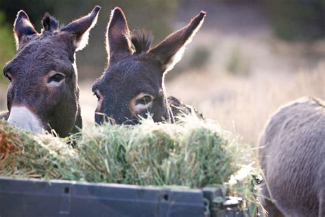 Skydog Ranch - Wild Mustangs and Burros