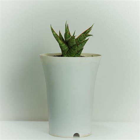 Sansevieria varieties – Samarth Cactus Nursery