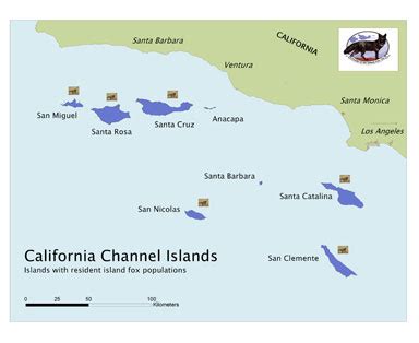 Image result for Axolotl Drawing Tutorial