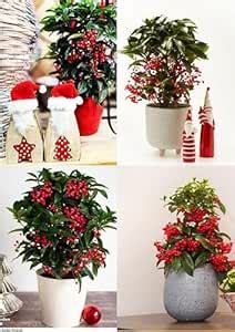 Bospremium Ardisia Crispa – Easy-Care Indoor Coral Berry Plant with ...