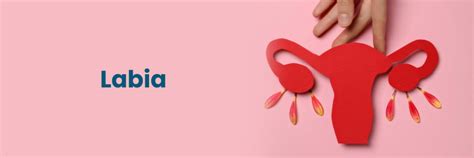 Understanding the Labia: Anatomy and Functions