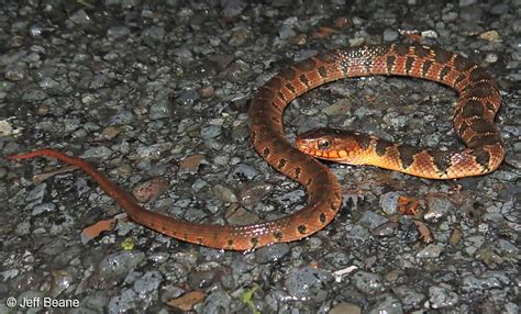 Yellow Belly Water Moccasin