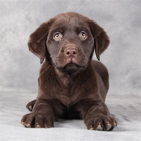 纯种拉布拉多犬幼犬狗狗出售 宠物拉布拉多犬可支付宝交易 拉布拉多犬 /编号10082200 - 宝贝它