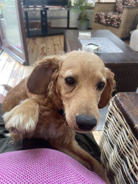 Image result for Cockapoo for Sale Cork