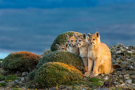 Baby Mountain Lion Coloring Pages [2025]