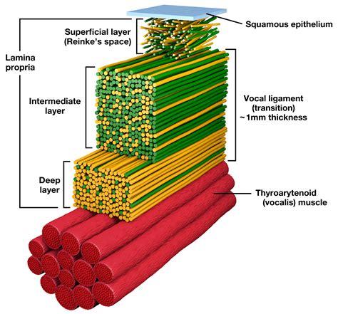 Layers Of Vocal Folds