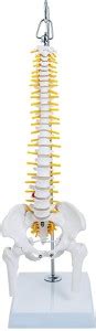 BEXCO Flexible Spinal Vertebral Column with Spinal Nerves and Femur ...