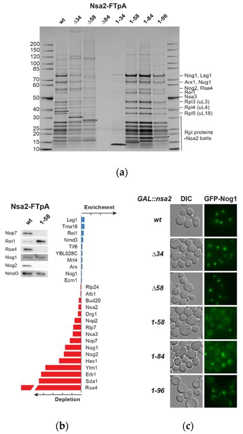 Mutational Analysis of the Nsa2 N-Terminus Reveals Its Essential Role ...