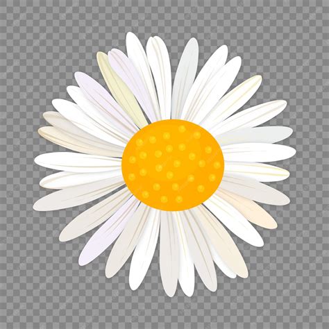 Premium Vector | White flower with a yellow center on a transparent ...