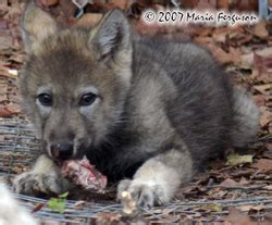 Image result for Wolves Life Cycle