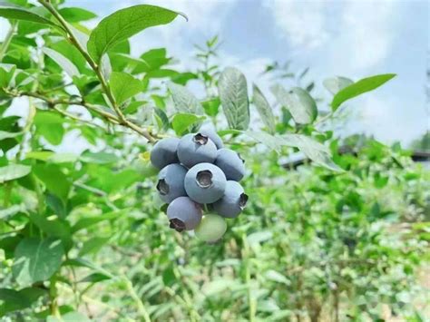 蓝莓种植技术-种植技术-中国花木网
