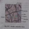 diagrams of different tissues and label them;classify the different ...