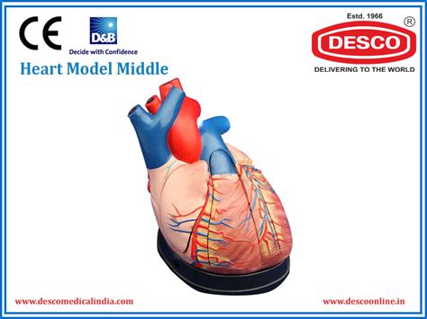 Heart Model Middle | Manufacturers & Suppliers | Desco