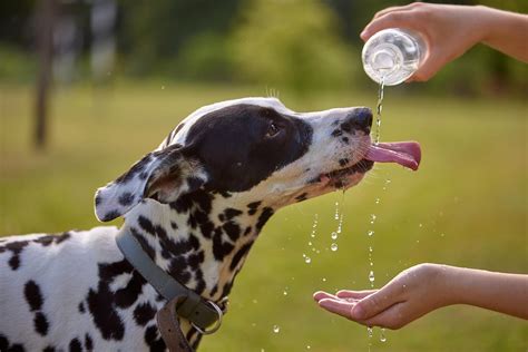 Dog Dehydration: Signs, Causes, Treatments and How To Protect Your Pet ...