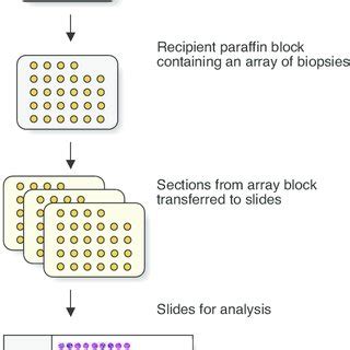 Microarray Method 的图像结果