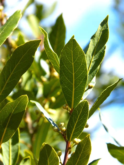Bay Leaves Plant Height at Terry Prater blog
