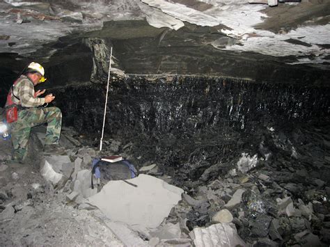 Underground Fossil Forest in Illinois Offers Clues on Climate Change ...