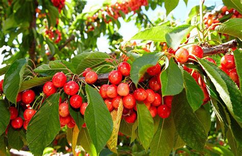 樱桃树的养殖技巧和栽种时间-种植技术-中国花木网