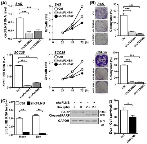 circRNAome Profiling in Oral Carcinoma Unveils a Novel circFLNB that ...