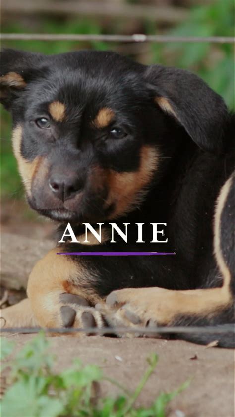 Muster Dogs | Meet Annie! She’s quiet, sweet and we can’t help but ruff ...