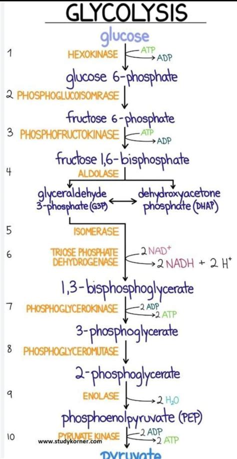 Glycolysis cycle diagram - Brainly.in