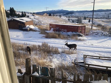 Family of deer. Spot the young one. : r/Butte