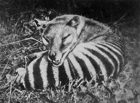Thylacine: Rare Photos of the Last Tasmanian Tiger, 1910-1933 - Rare ...