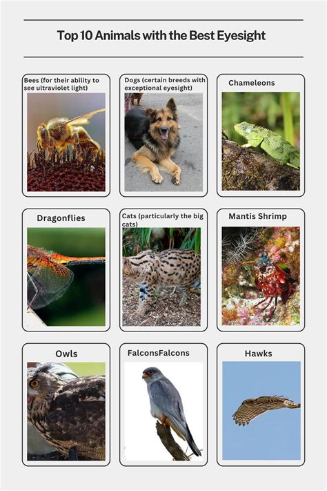 Top 10 Animals with the Best Eyesight - Smore Science