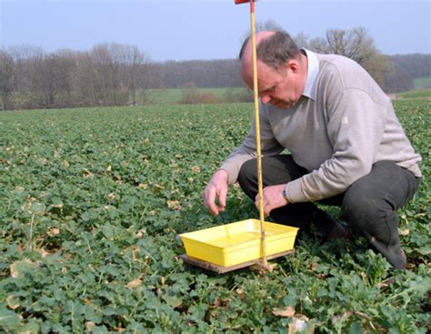 Raps: Die Gelbschalen füllen sich | agrarheute.com