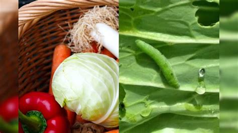 ಈ ತರಕಾರಿಗಳಲ್ಲಿ ಇರುತ್ತೆ ಹುಳ; ತಿನ್ನೋ ಮುನ್ನ ಎಚ್ಚರ! | beware Tapeworm eggs ...