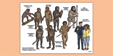 Human Evolution Physical Appearance Diagram