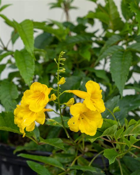 FlowerSong - Flower Game