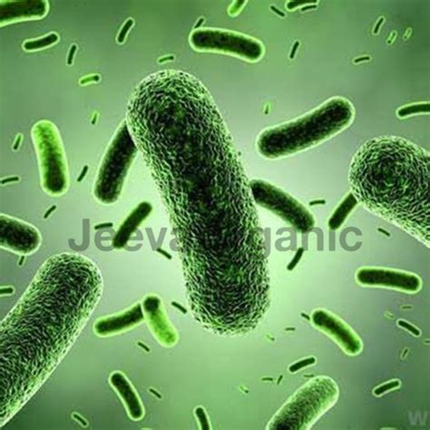 Bulk Probiotic Ingredients Supplier