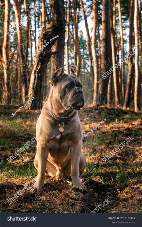 Cane Corso Protection 的图像结果