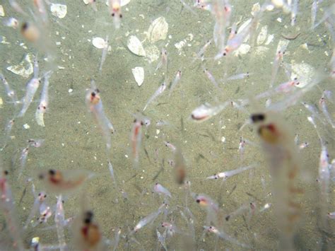 Bottom of the Sea 的图像结果