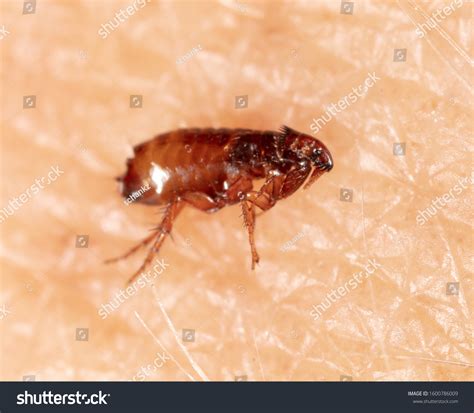 Flea 的图像结果