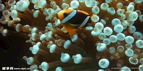 海洋 的图像结果