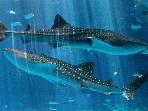 Rising Sea Temperatures Are Shrinking Adult Fishes And Food Chain ...