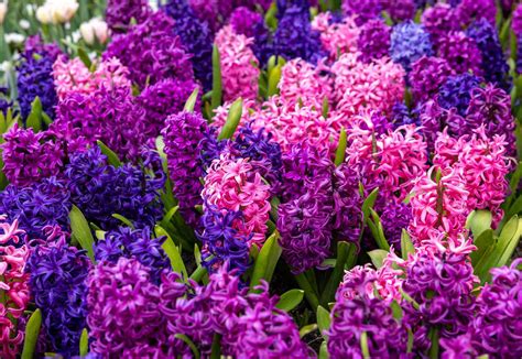 When To Plant Hyacinth Bulbs For Stunning Blooms