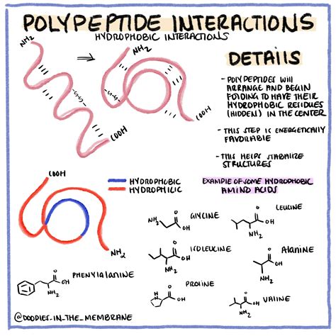 How To Draw Polypeptide Chain - Surrealist Drawing Techniques