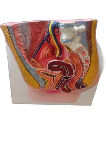 Image result for Making Female Reproductive Organ Model