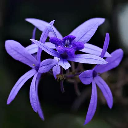 Petrea Volubilis Purple (Nilmoni Lata) - Plant – Lalit Enterprise
