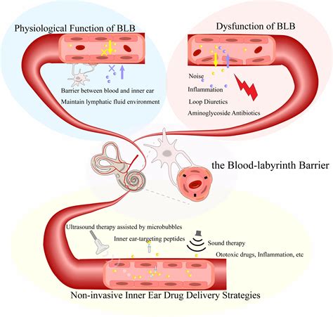 The Blood-Labyrinth Barrier: Non-Invasive Delivery Strategies for Inner ...