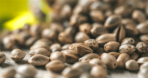 The Basics of Cannabis Terpenes - ILGM