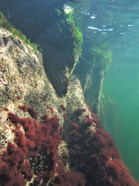 Havsbotten - Östersjön