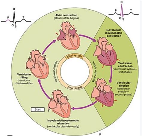 Explain in brief the cardiac cycle. What will be the cardiac output, If ...